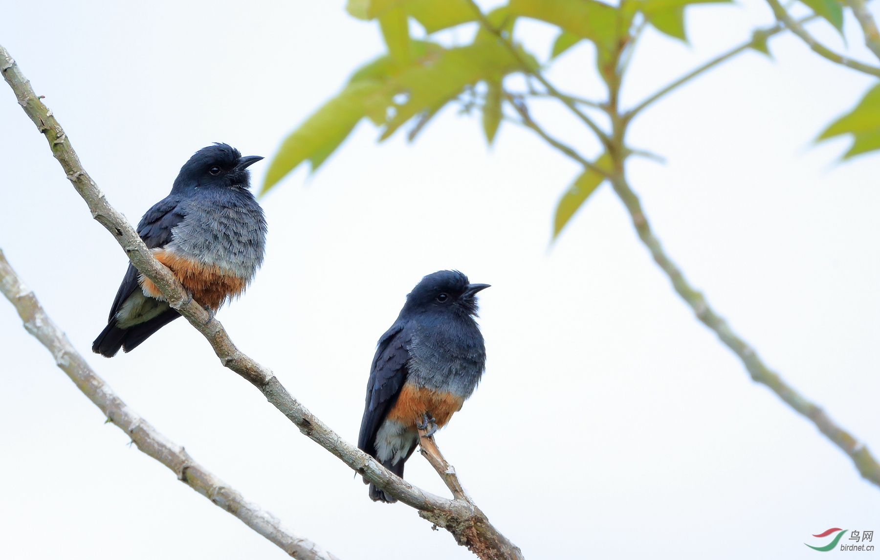 �����Swallow-winged Puffbird