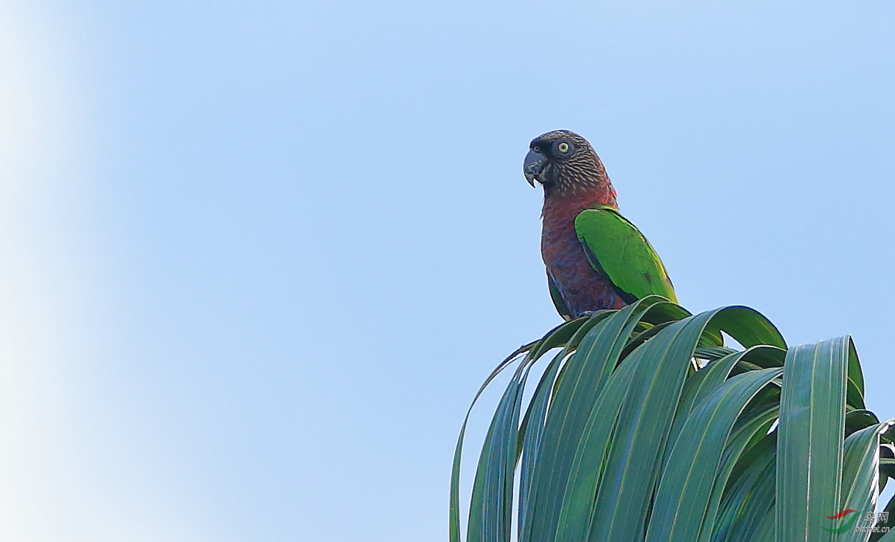 ӥͷ�и�Red-fan Parrot