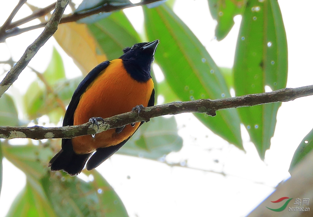 �ظ���ȸRufous-bellied Euphonia