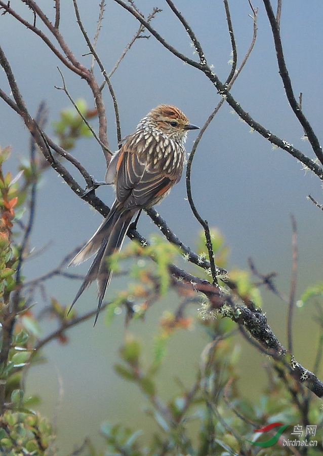 ����˹��βȸAndean Tit-Spinetail