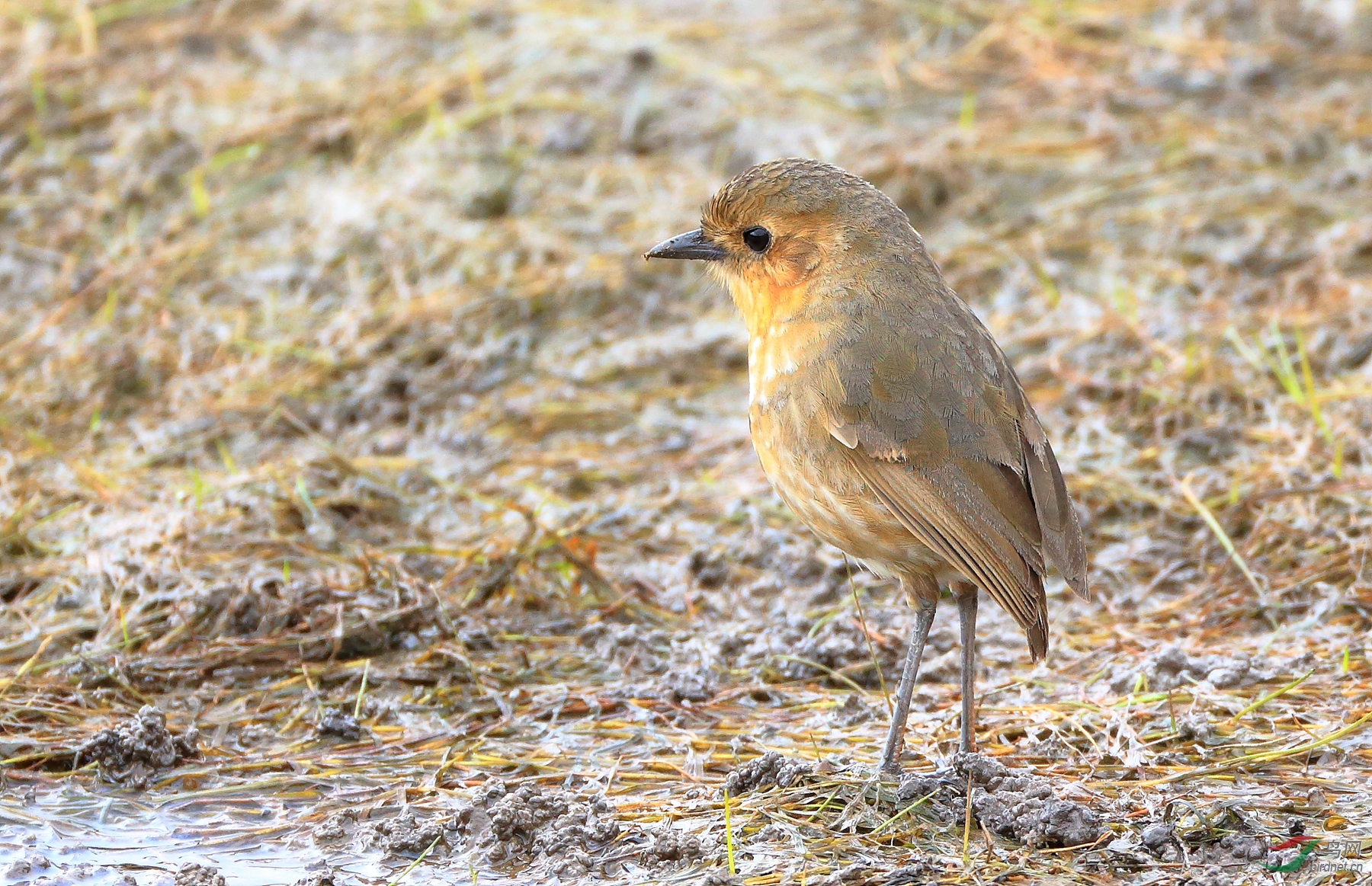 �����Tawny Antpitta