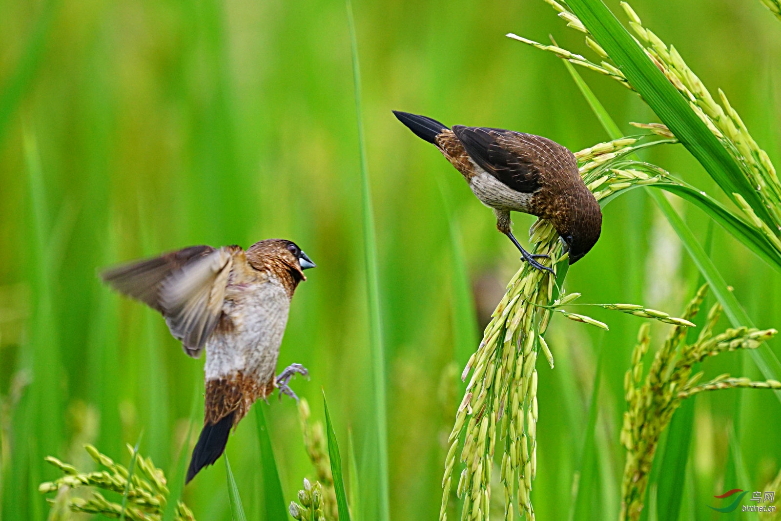 白腰文鸟在稻田