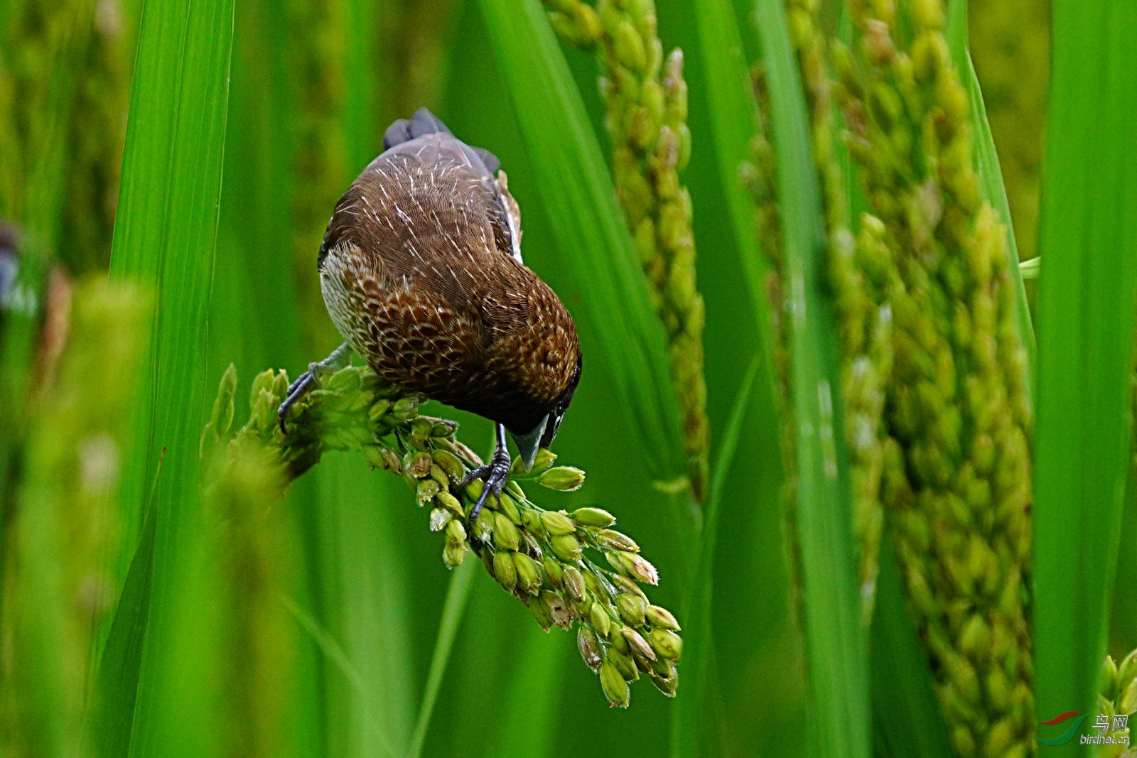 白腰文鸟在稻田