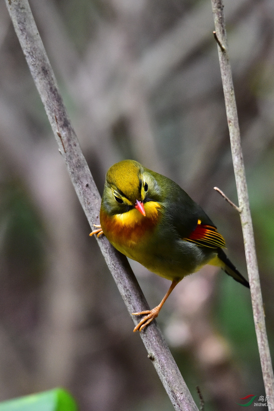 DSC_0517.JPG