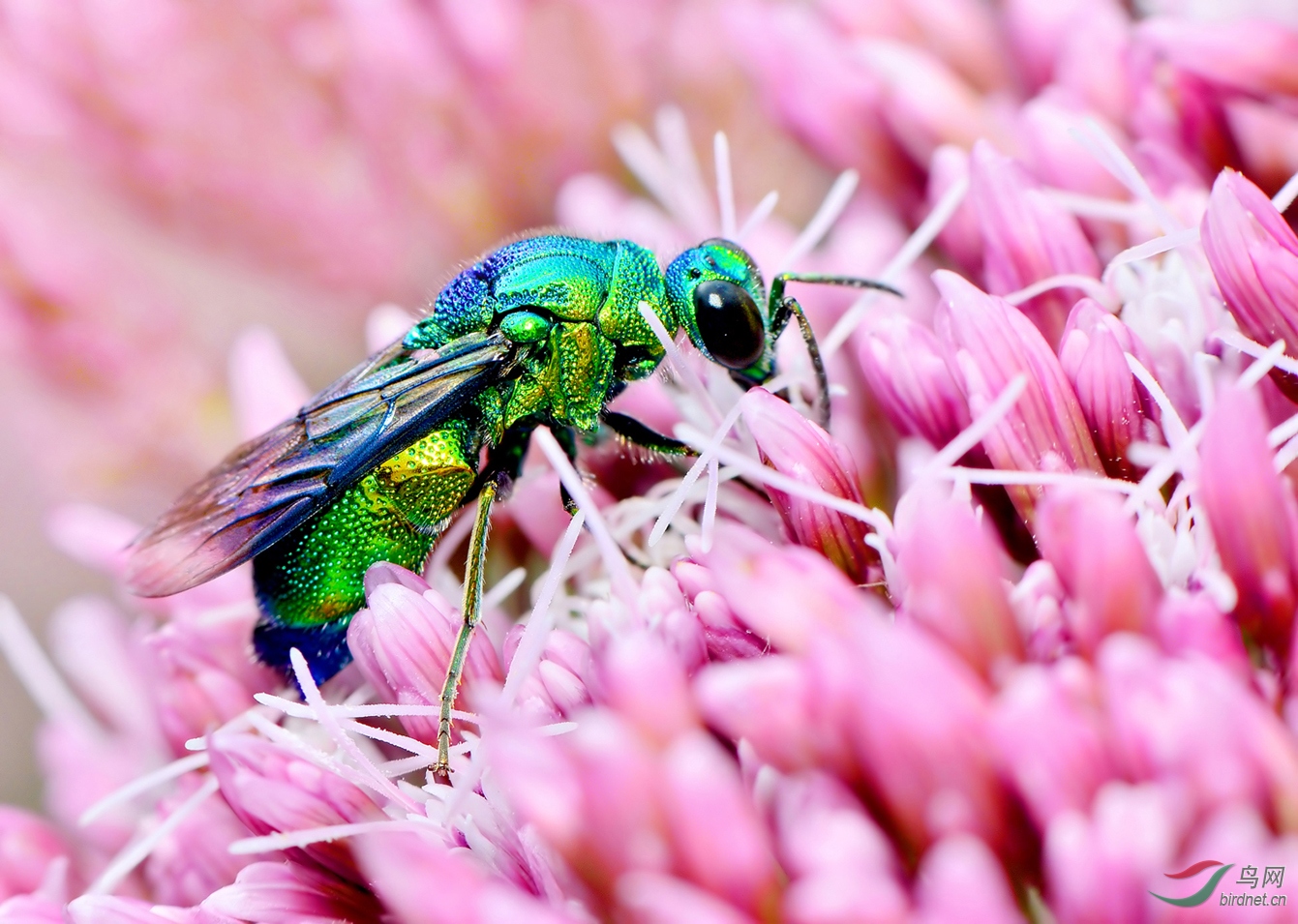 DSC_7801 ��������.jpg