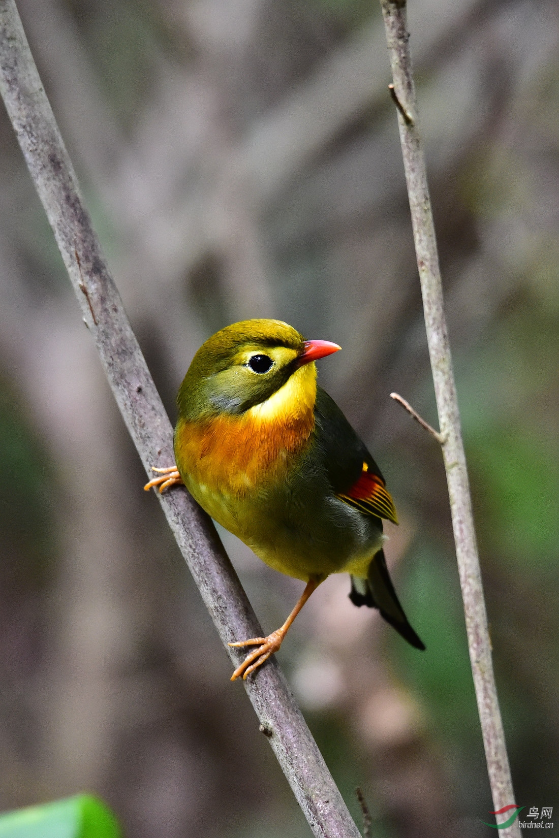 DSC_0519.JPG