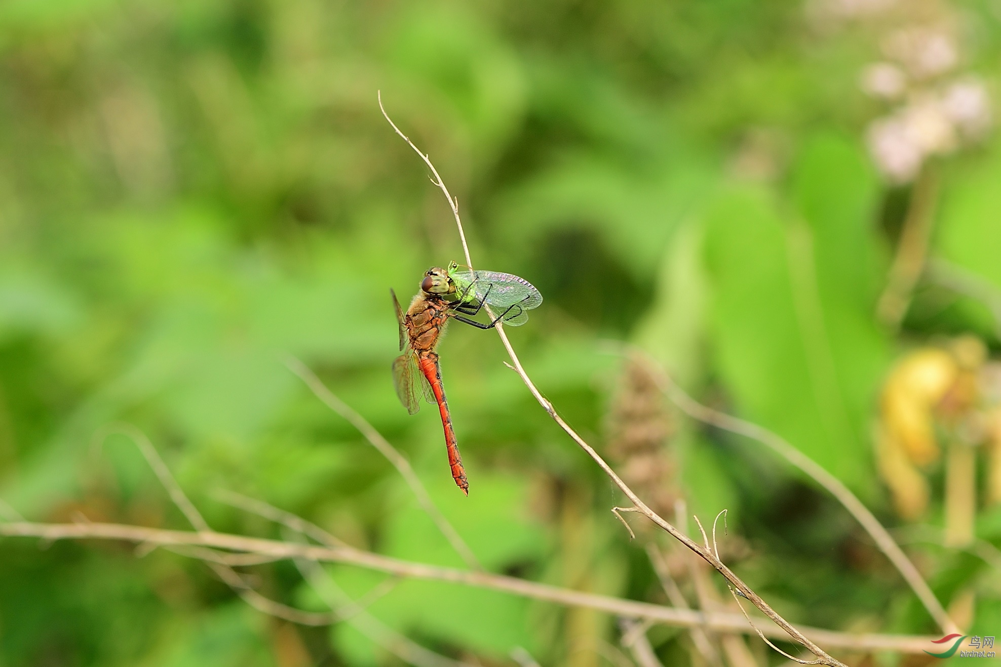 DSC_0752_00001.jpg