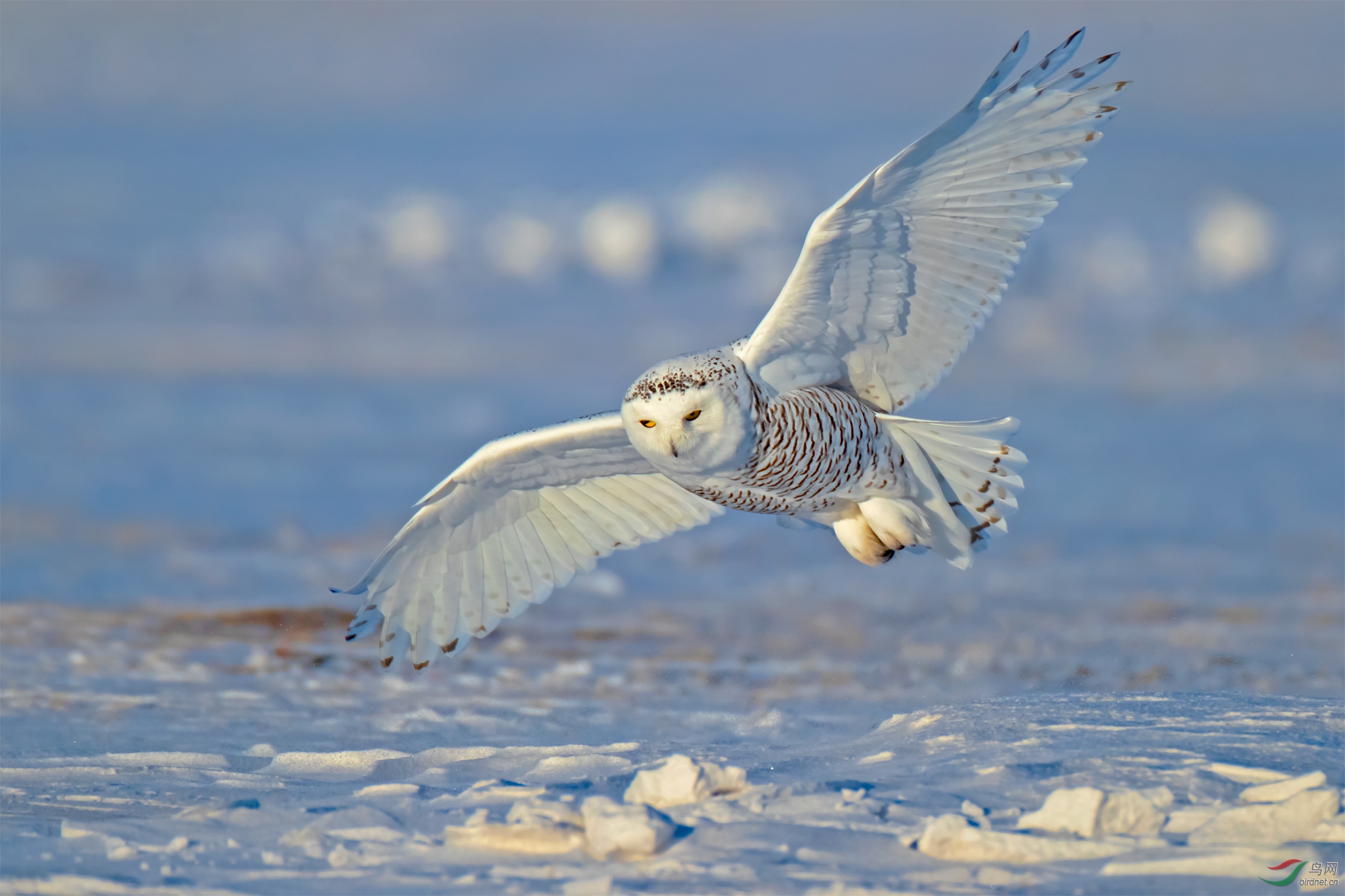 《低空搜寻》雪鸮