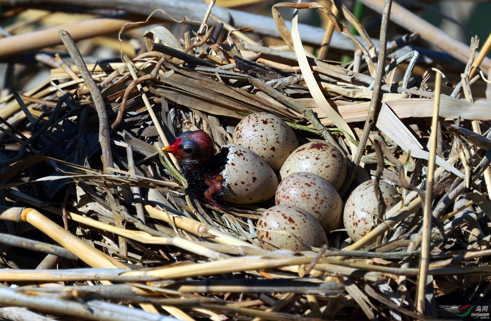 ��ˮ����ʦ�������½�**�������� ʯ������ ʯ������ ��Ȫ��500.jpg