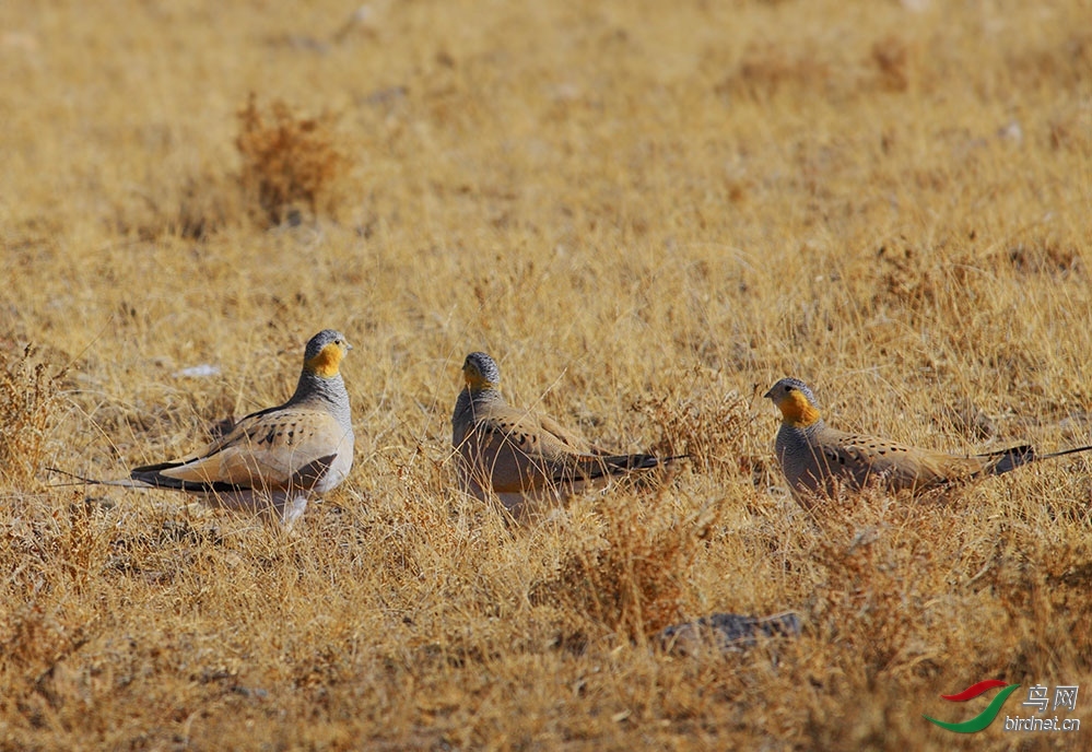 ����  ����ͼ־.jpg