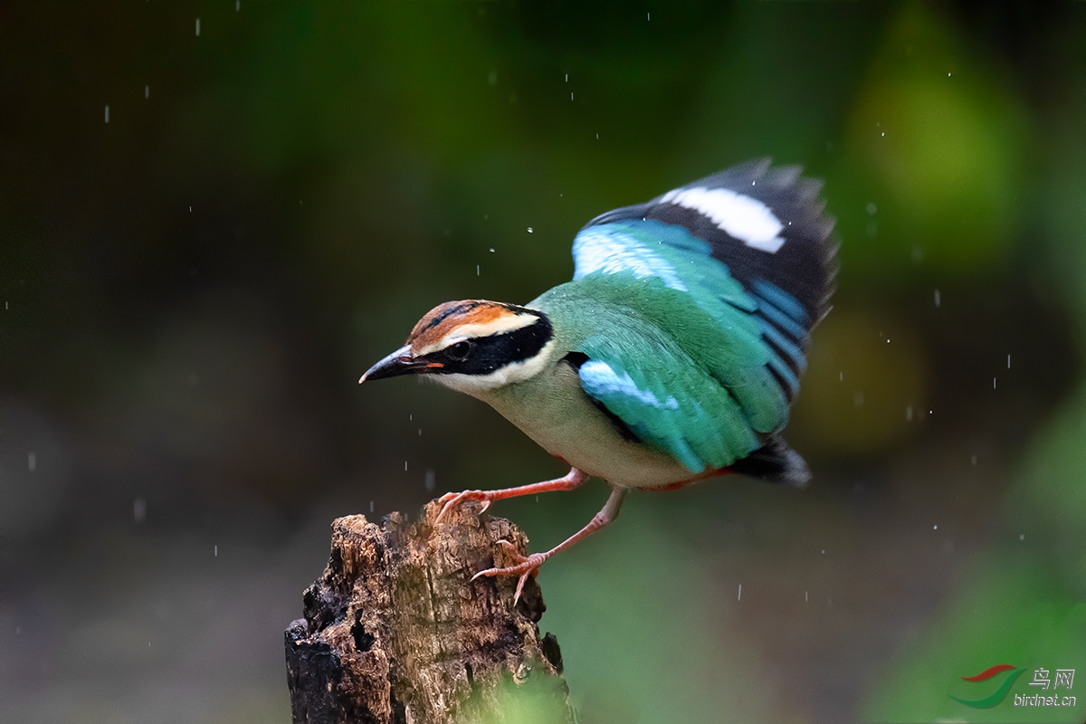 DSC_p4790.jpg