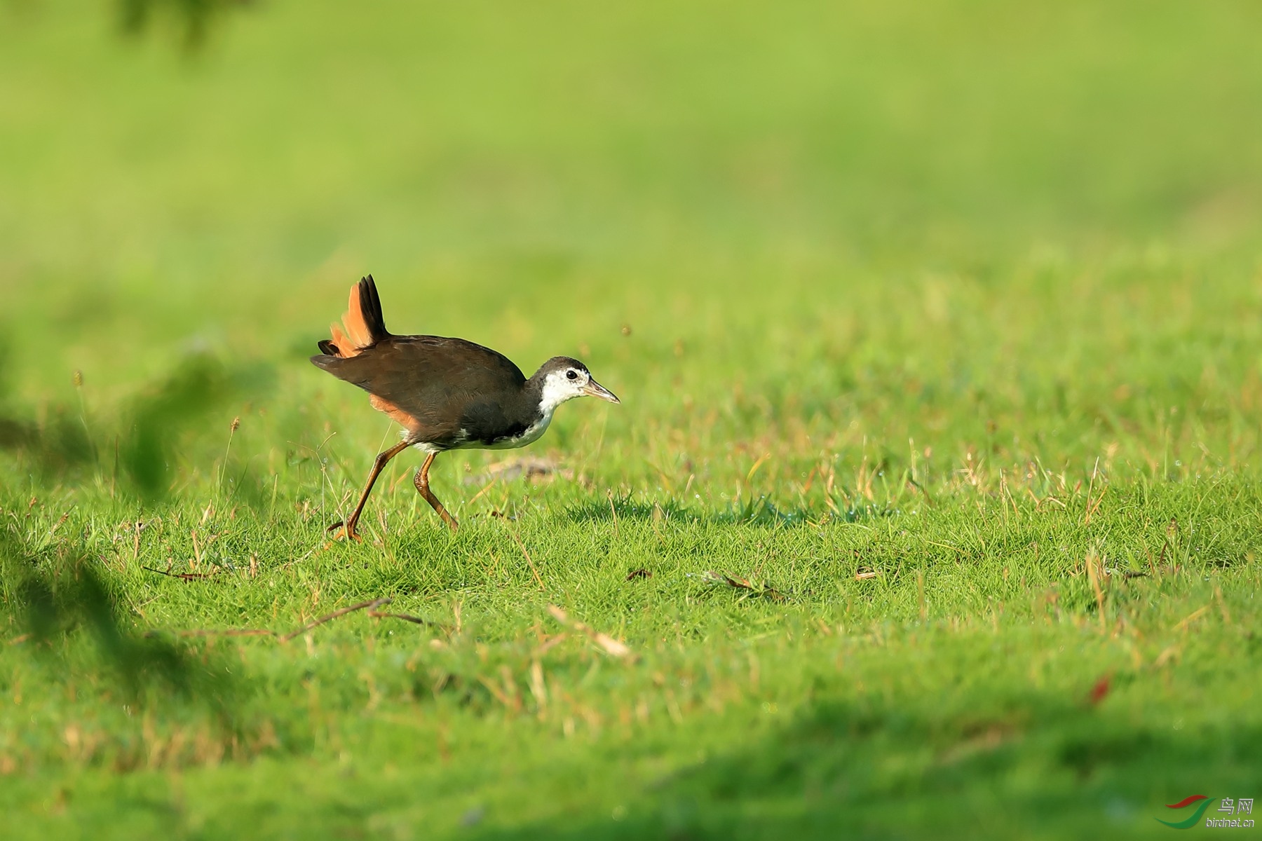 Canon__Canon EOS-1D X Mark II__2020_09_18__338500_����.jpg