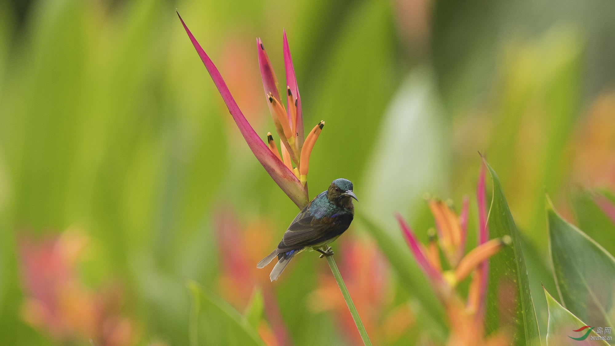 葛氏食蜜鳥oo7.jpg