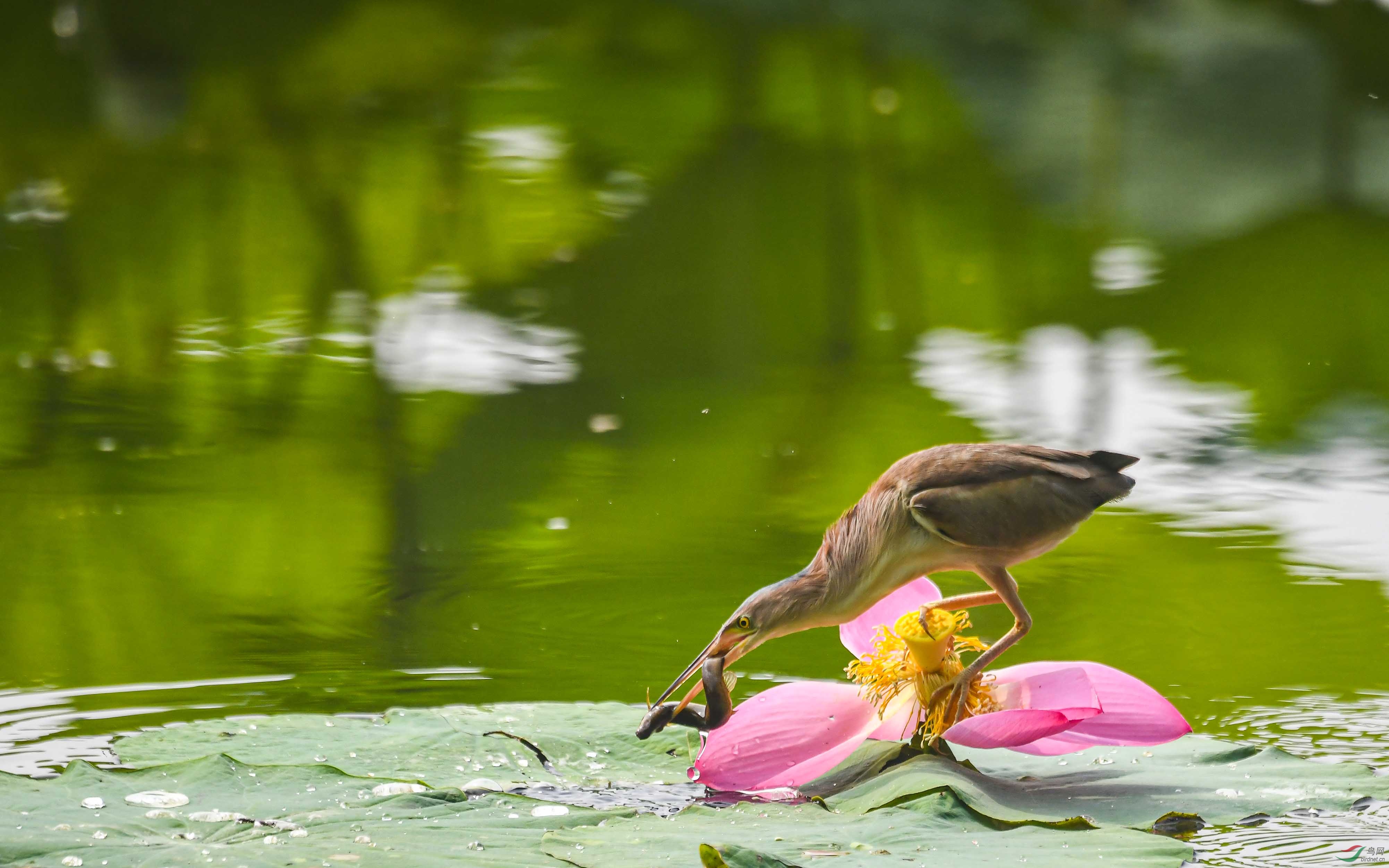 DSC_9688-1.jpg