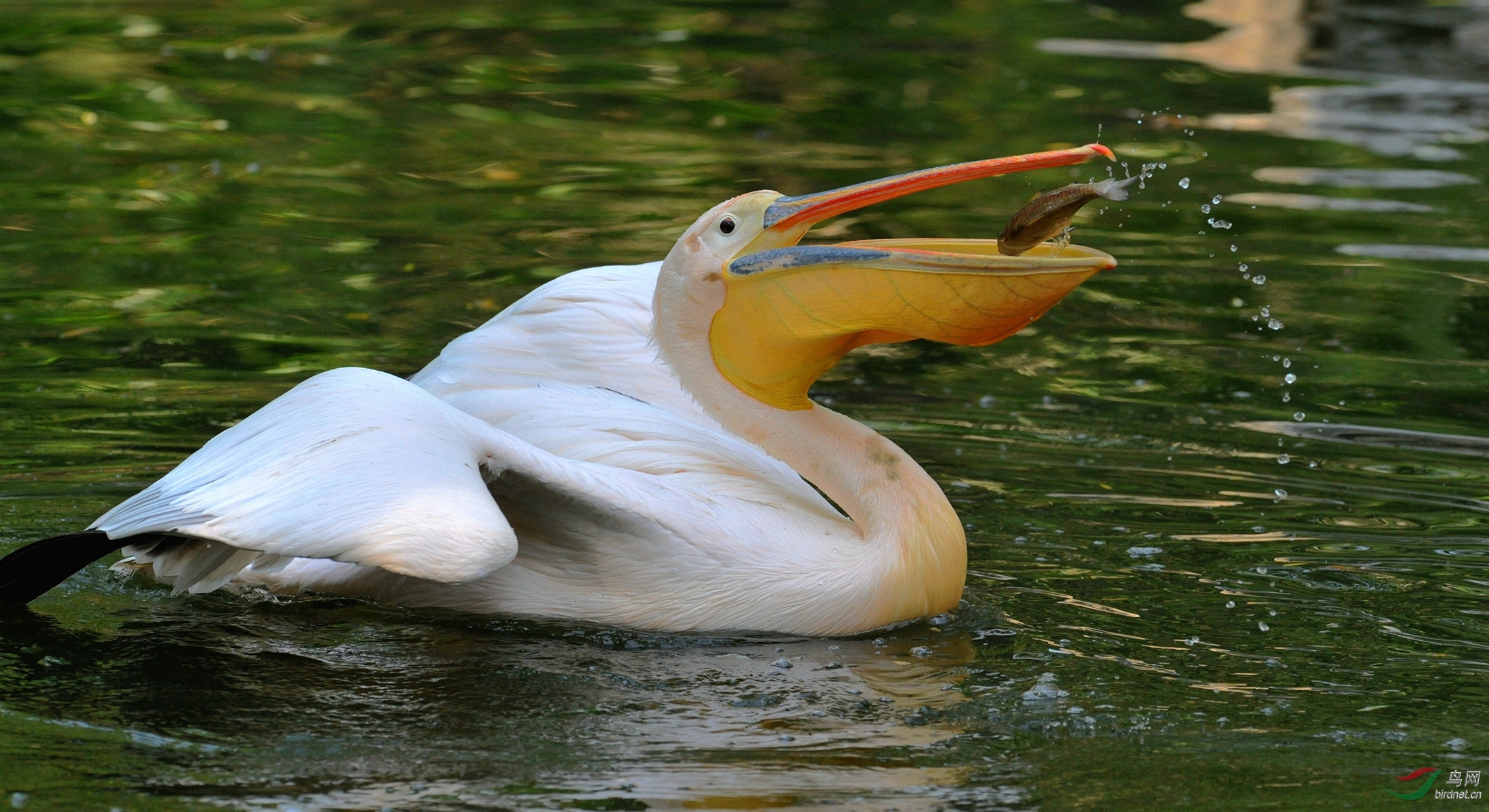 [水鸟] 醍醐捕鱼--- (祝贺老师佳作荣获vip综合精华)