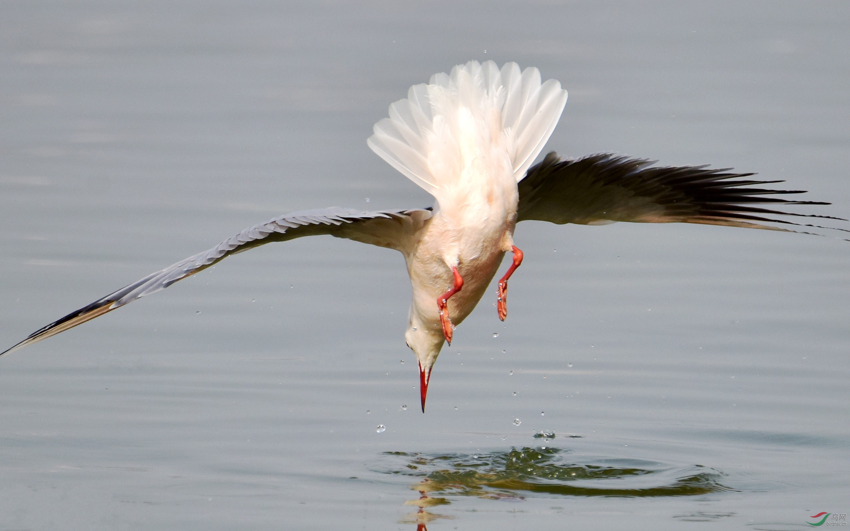 DSC_4459_conew1.jpg