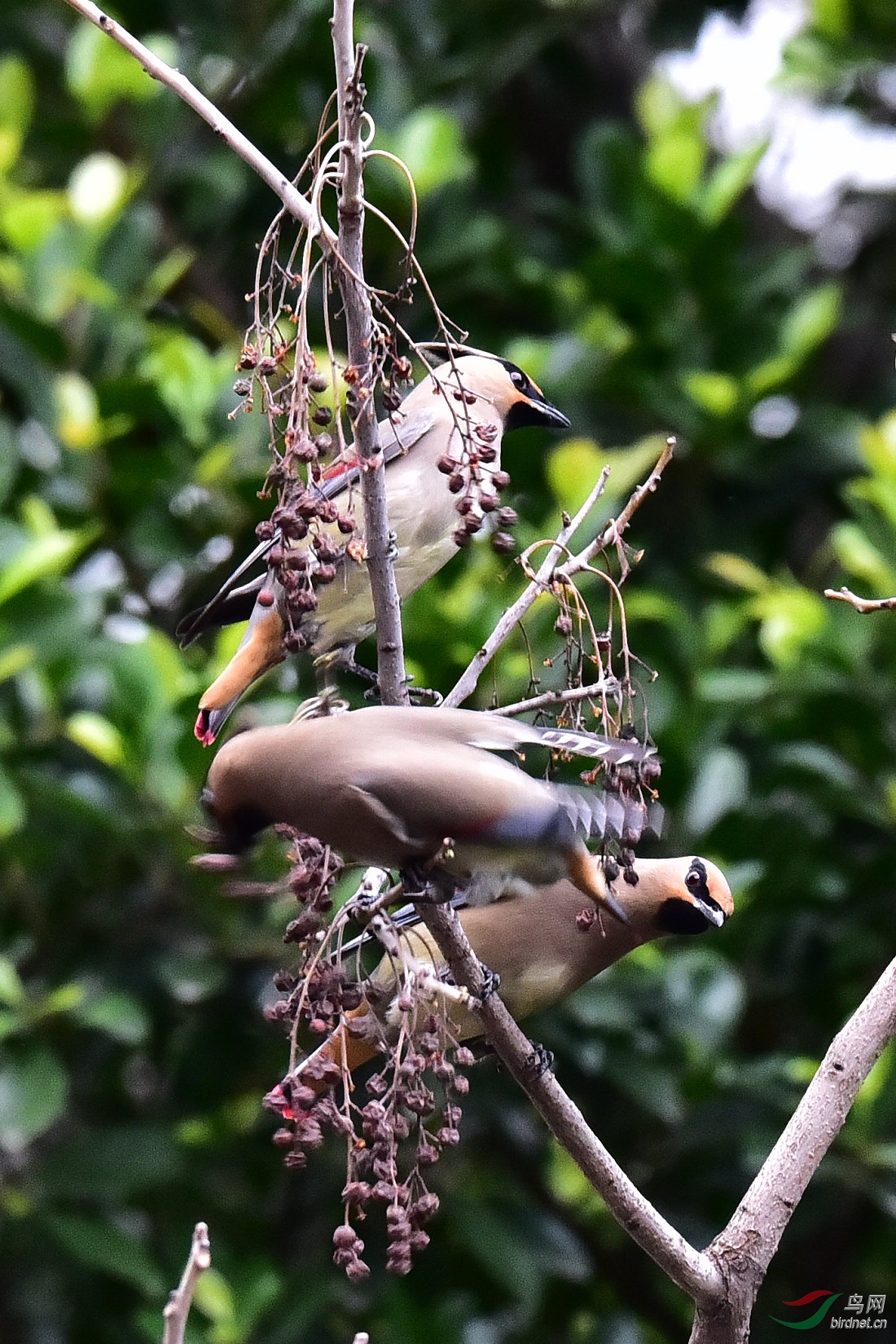 DSC_0535.JPG