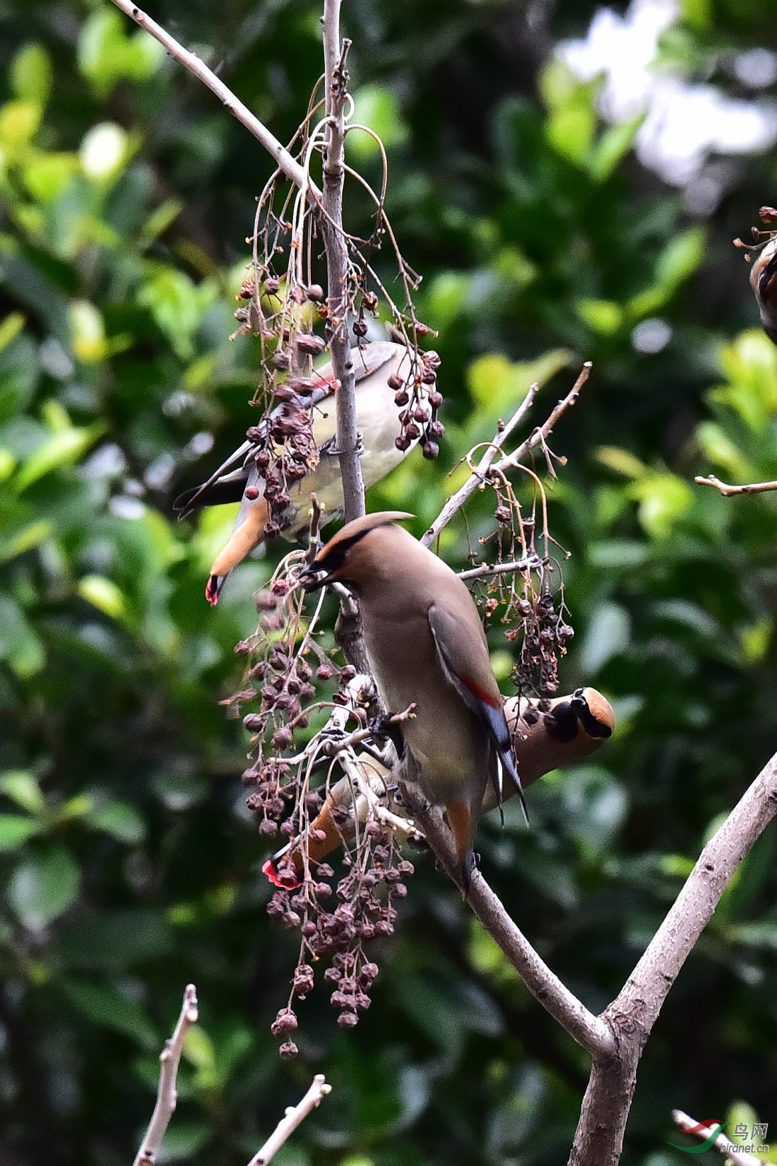 DSC_0536.JPG