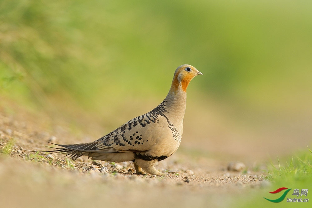 ����Ÿ ,����ͼ־.jpg