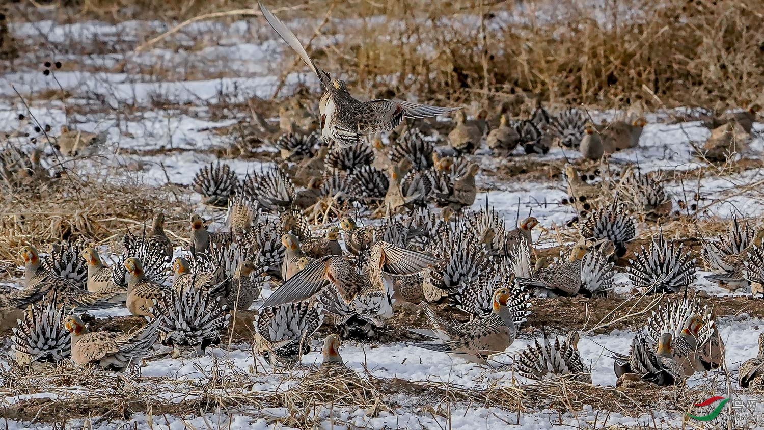 ʮһ ��ʦ�����ںӱ�ʡ �żҿ��л�����ɣ԰��.jpg