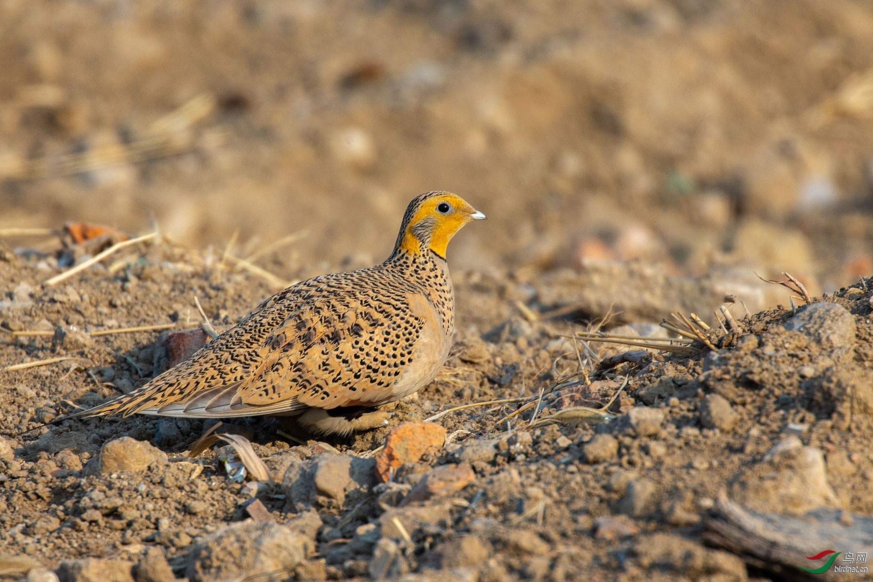 ˼�� ��ʦ����������� ������ ����ׯ�ֵ�.jpg