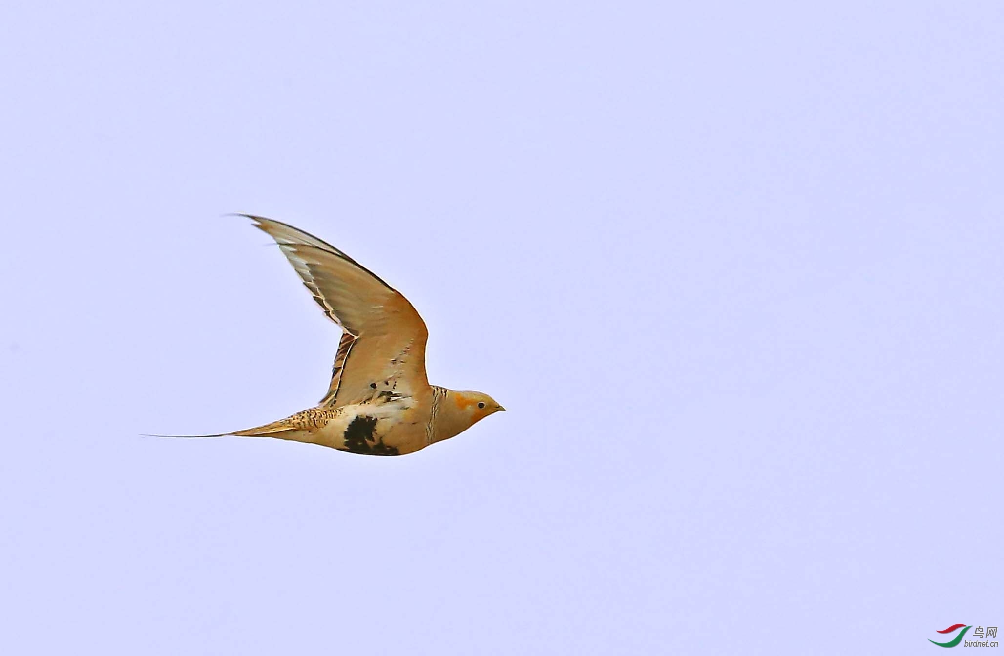 �������� ��ʦ���������ɹ������� ����а������� ����ŵ����.jpg