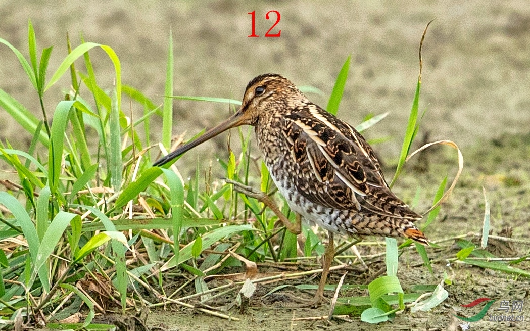 12HXZS4794_����.jpg