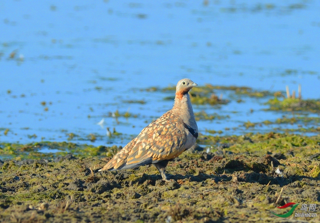 ����֮�� ��ʦ�������½�������Ҳľ����.jpg