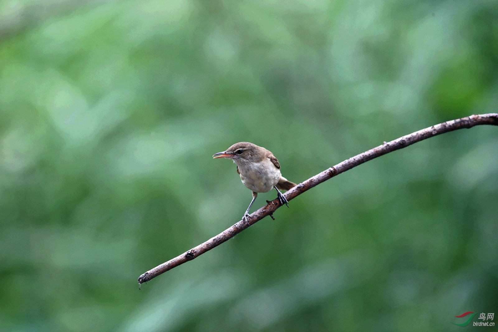 DJ4W9656.JPG