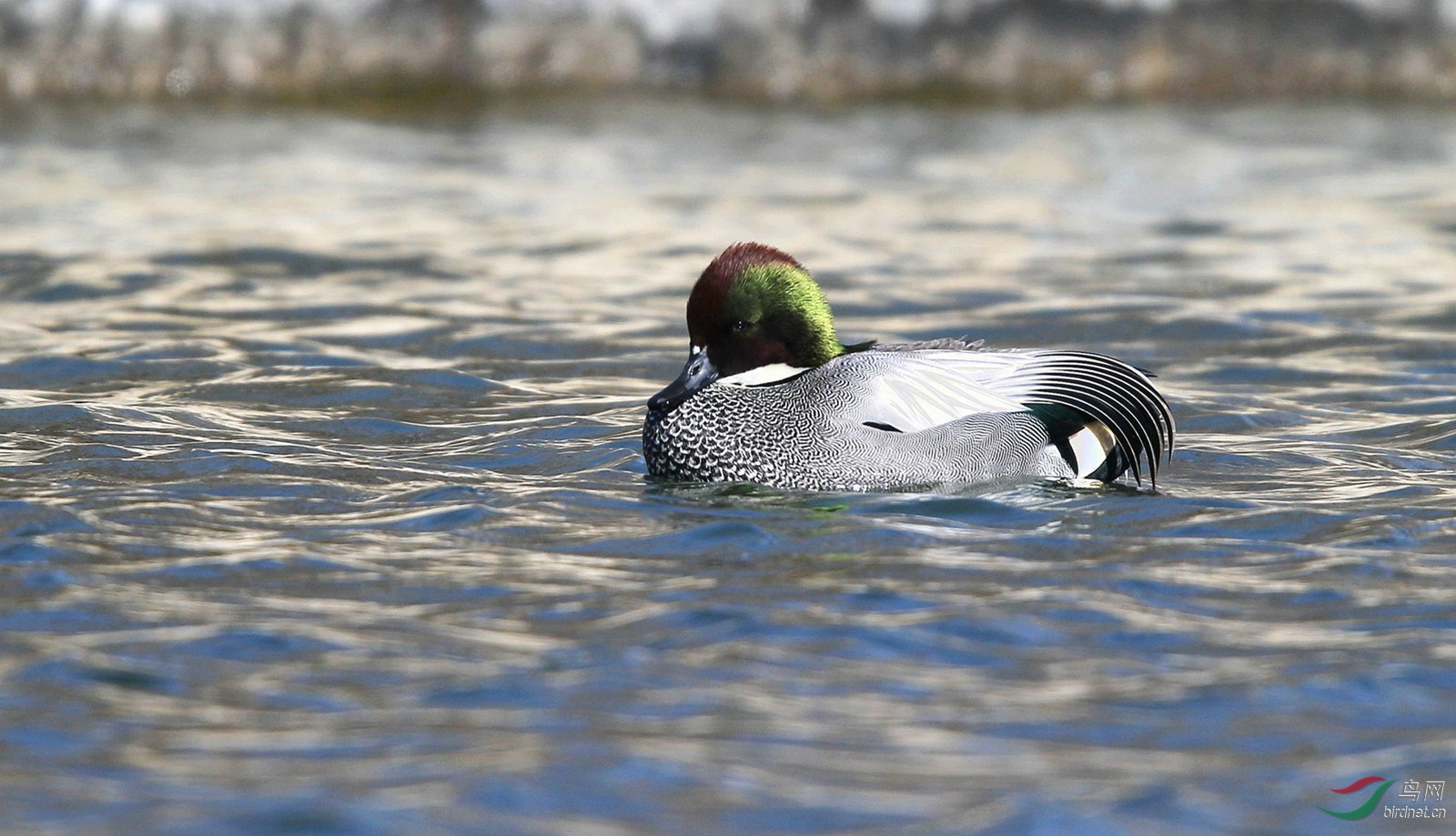DJ4W1159_����.jpg
