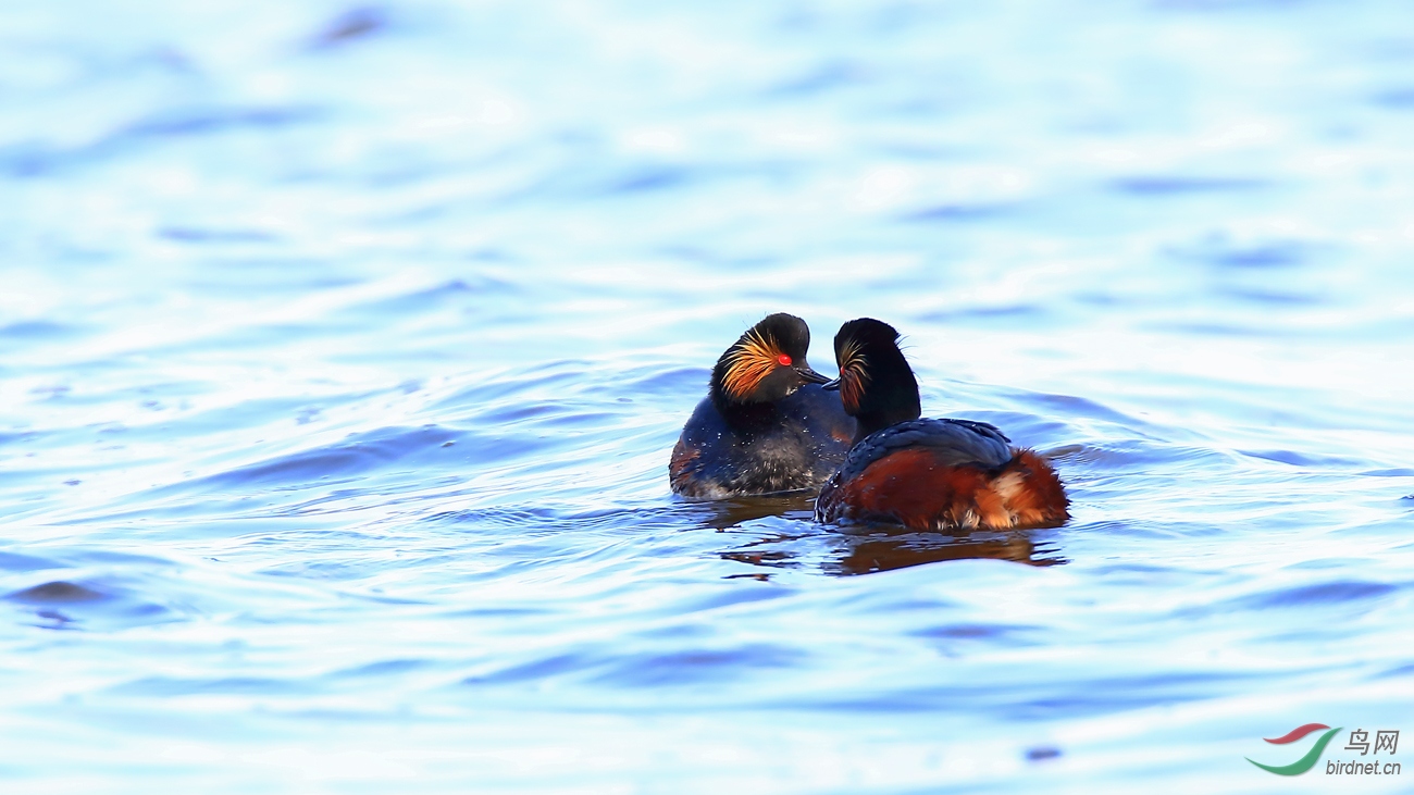 �ھ�����