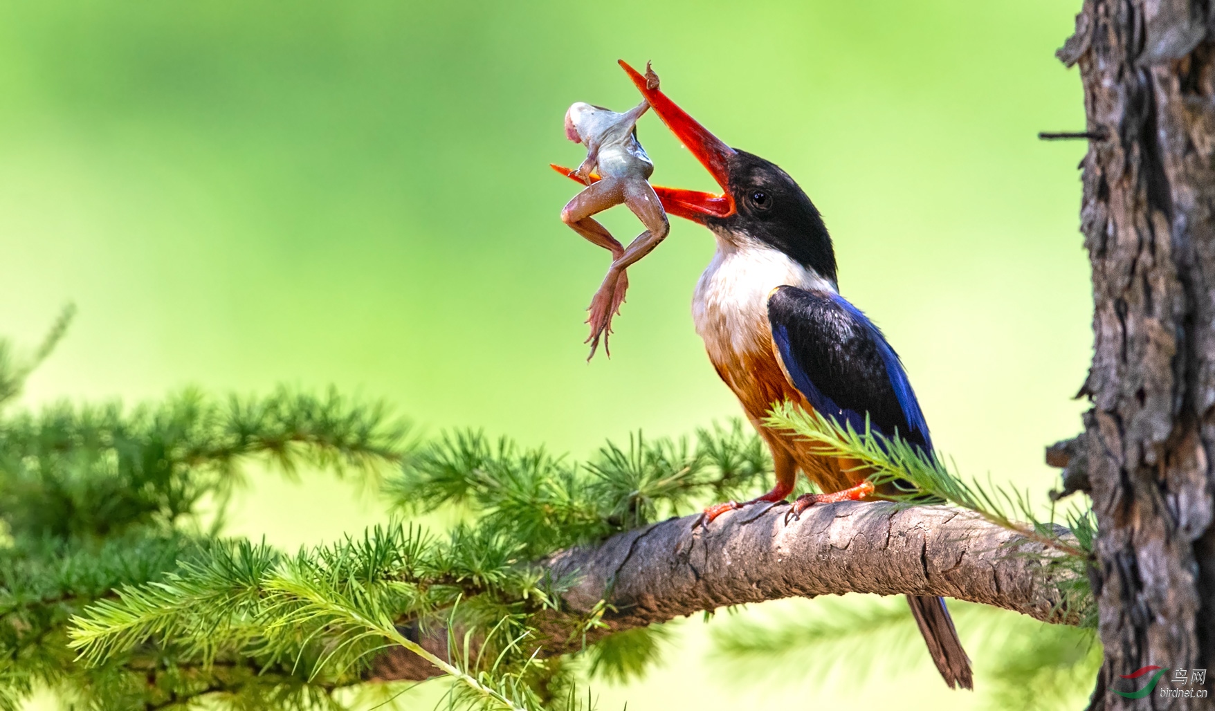 舌尖上的青蛙(祝贺荣获首页鸟类精华)