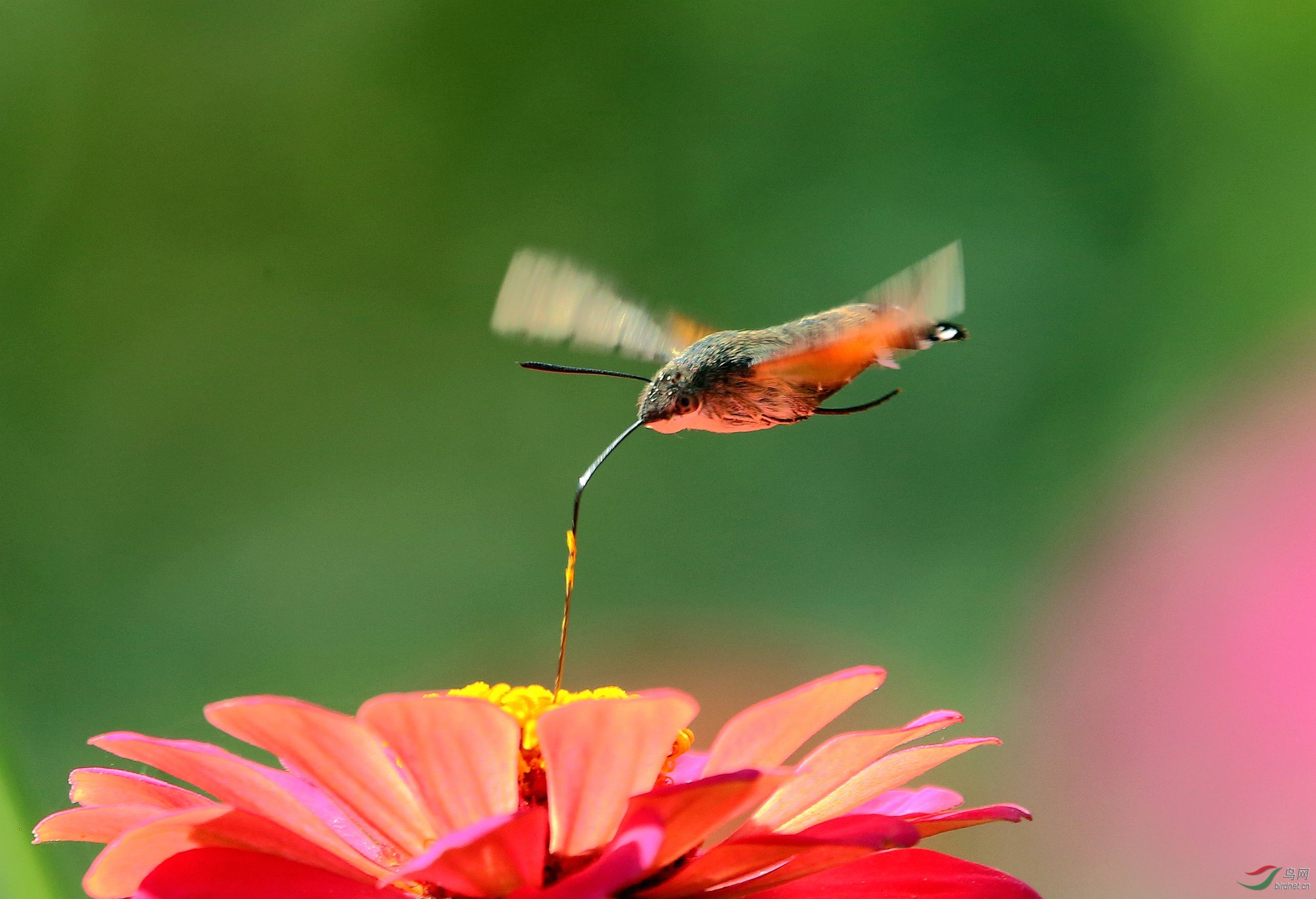 蜂鸟鹰蛾 003.jpg