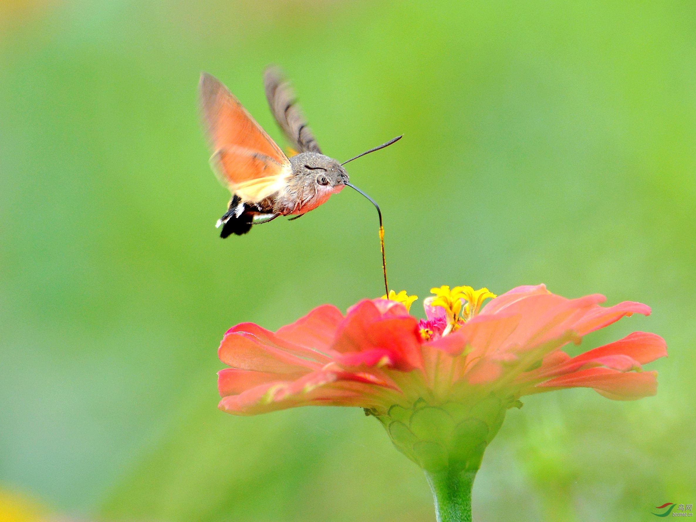 DSC_2602_conew1.jpg