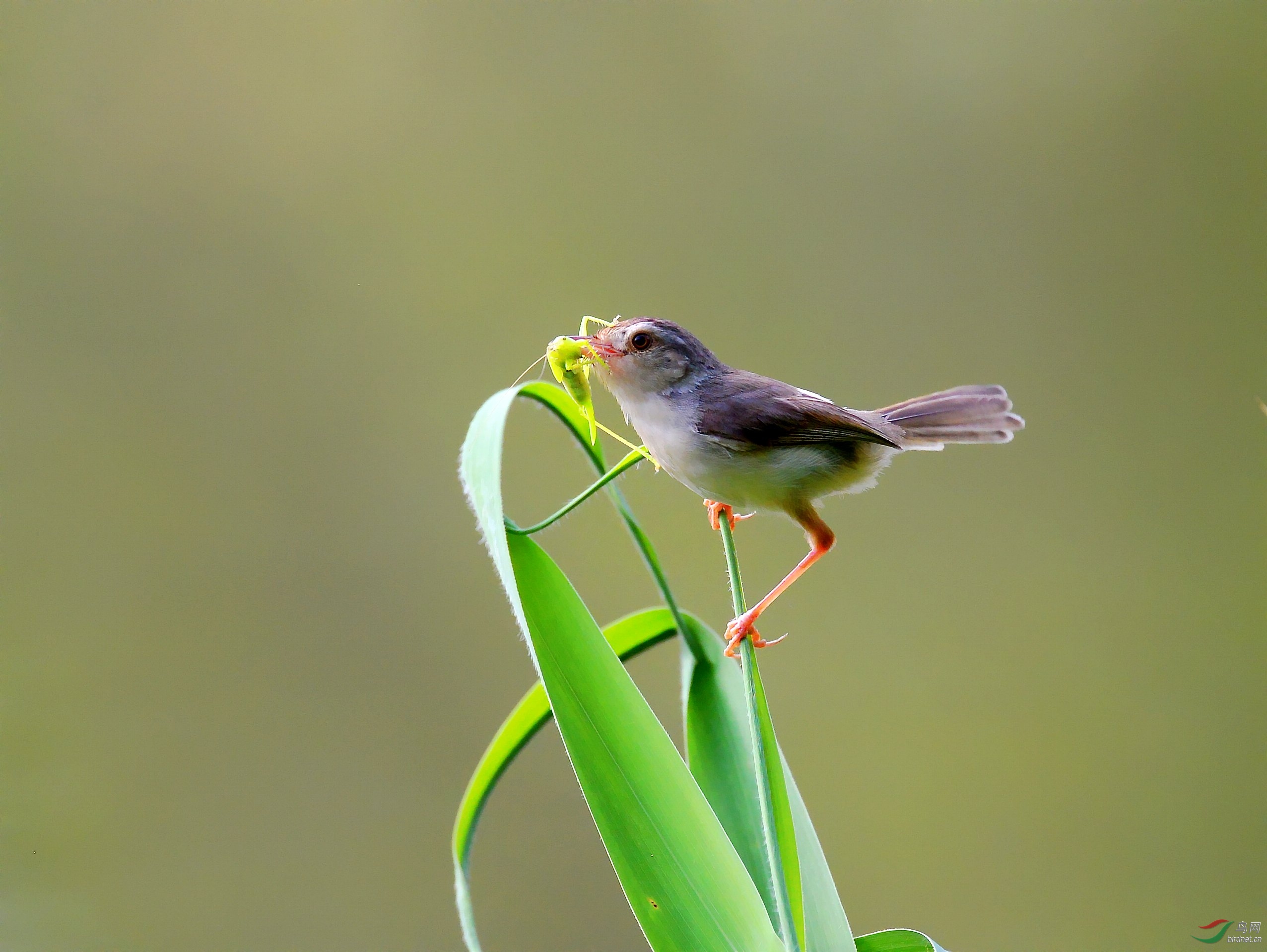 DSC_1358_conew3.jpg