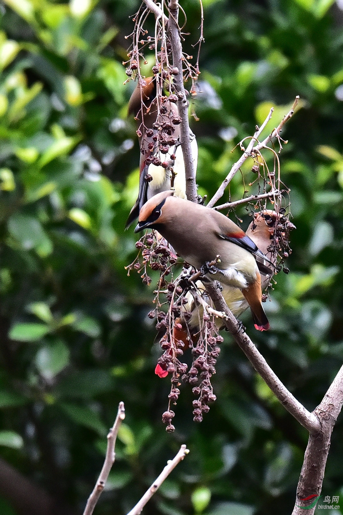 DSC_0549.JPG