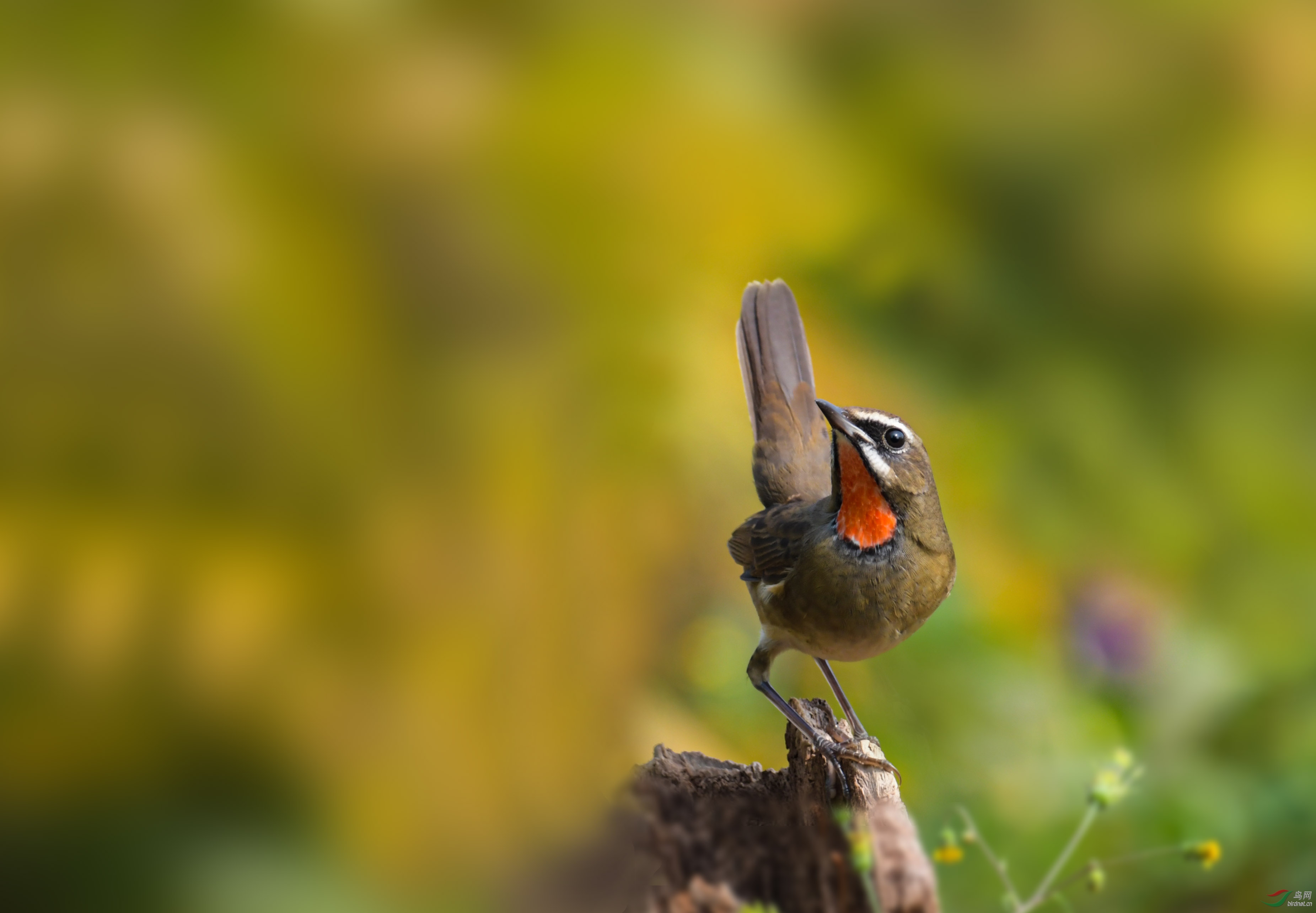 DSC_9714-1.jpg