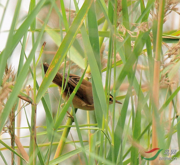 P5550633 - ����.JPG