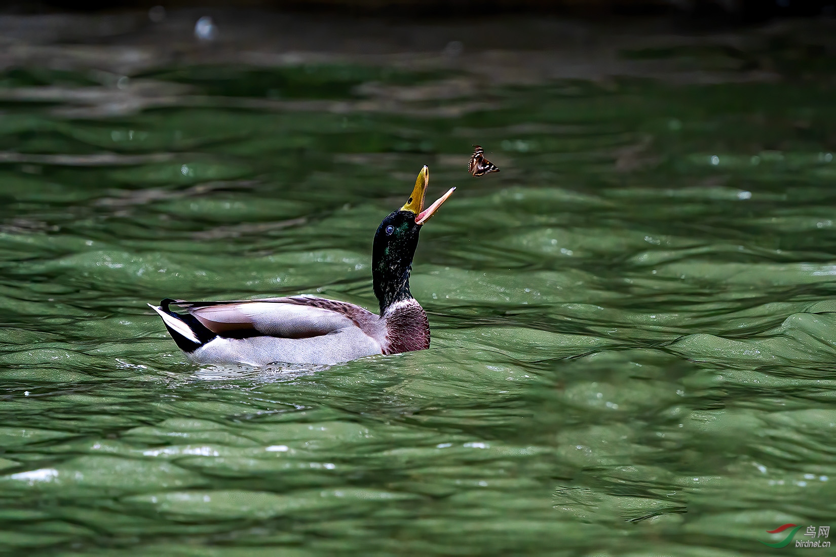 DSC04607-a.jpg