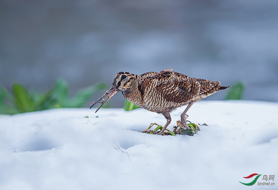 ľ�� ��ʦ�����ں�ɽ��.jpg