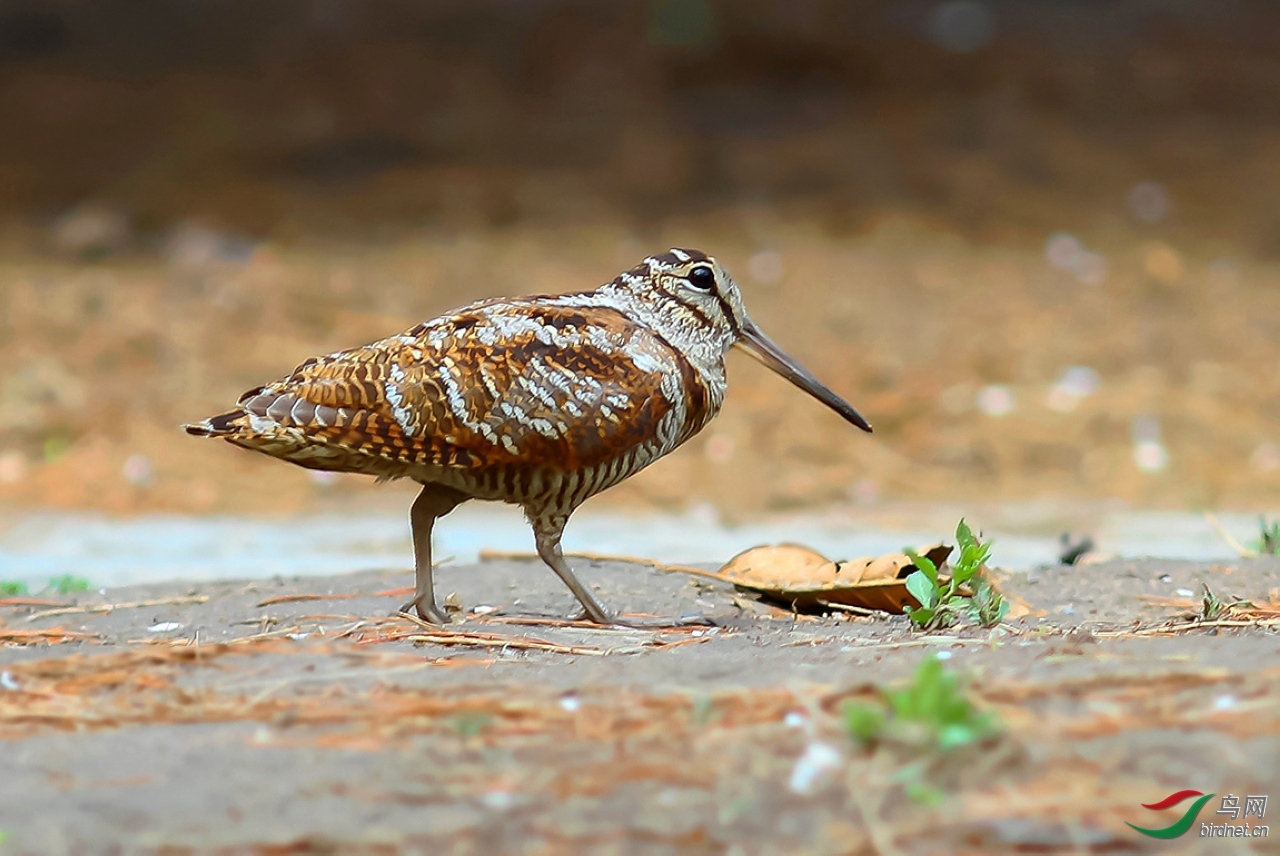 �޵��� ��ʦ�����ڱ����г�������̳�ֵ�.jpg