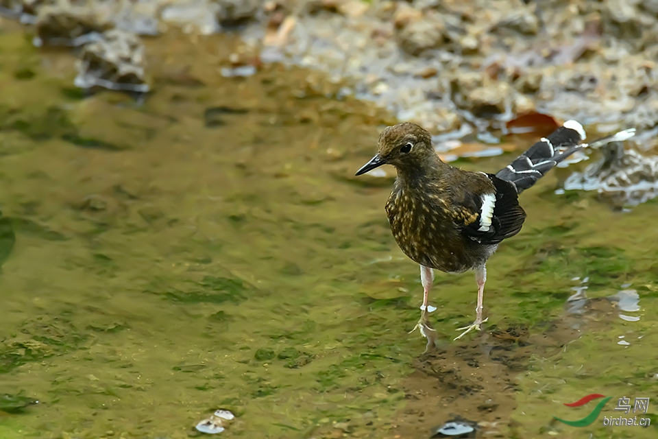 DSC_6113aa.jpg