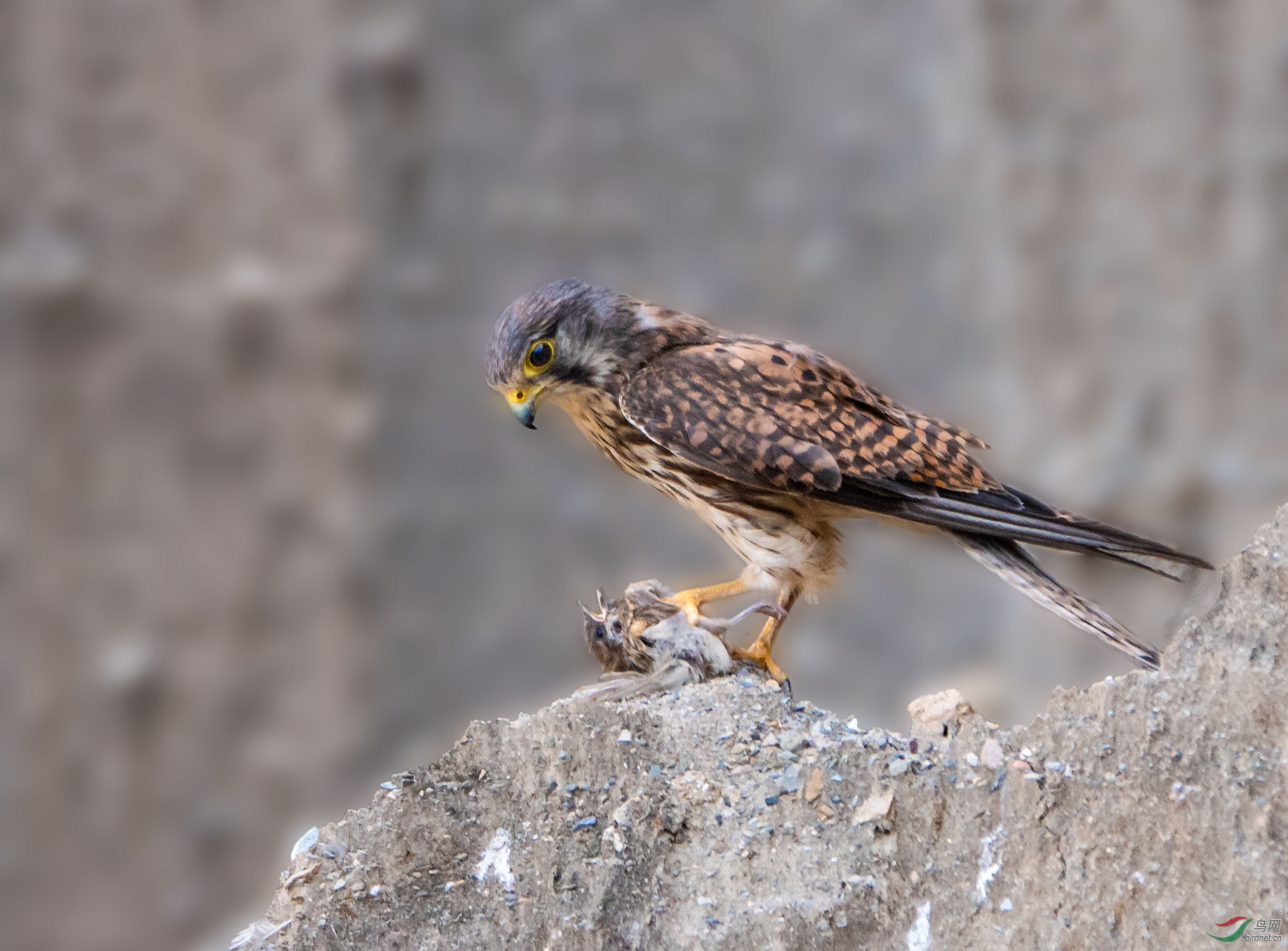 DSC09267-1.jpg