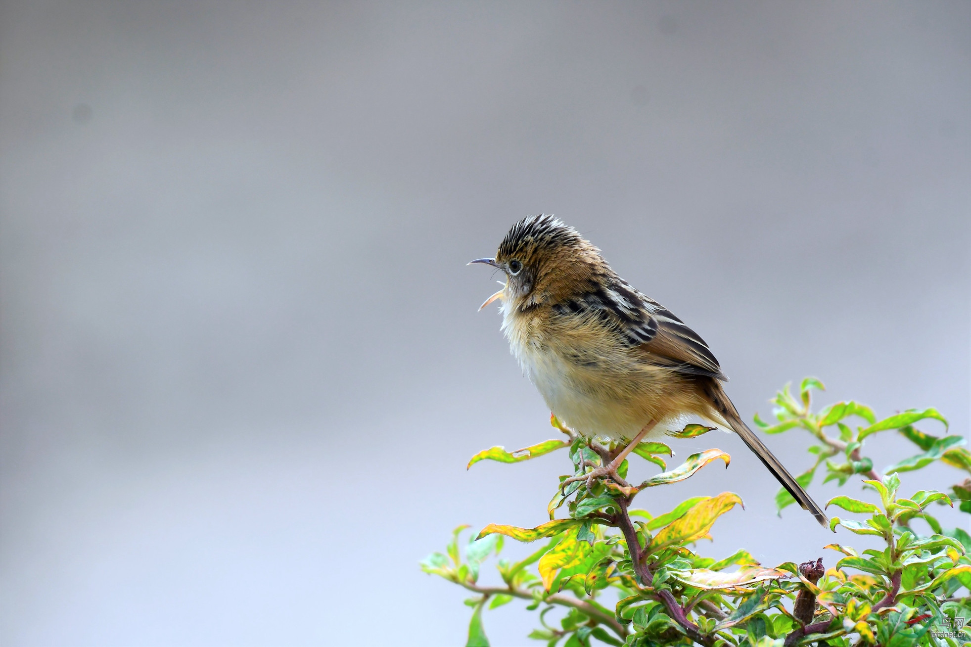 ��ͷ��βݺ �����ڹ��ݴ�ɳ�� (5).JPG