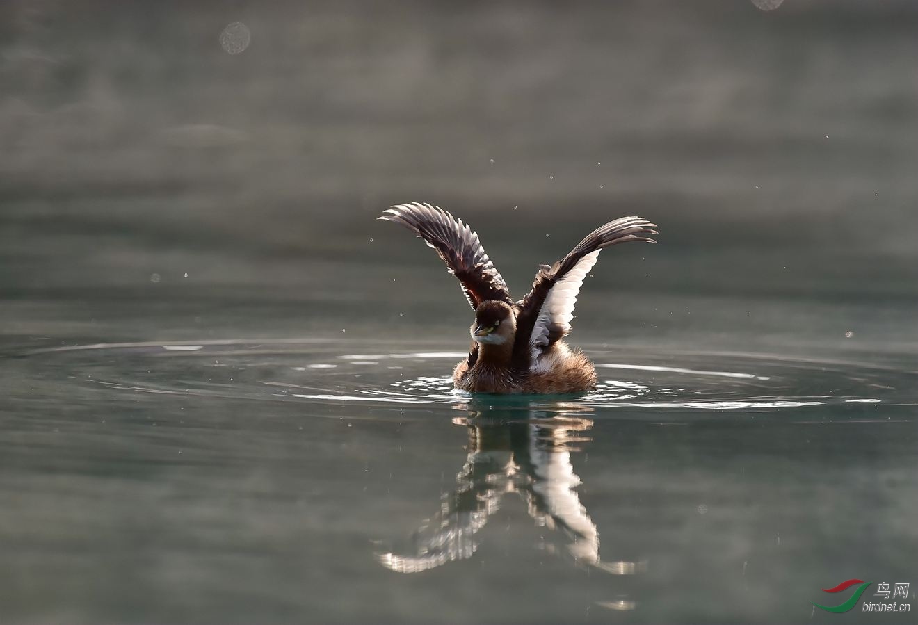 DSC_8110 - ����_����.jpg