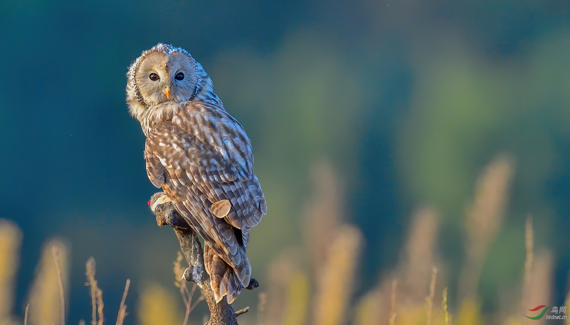 长尾林鸮的标准像!