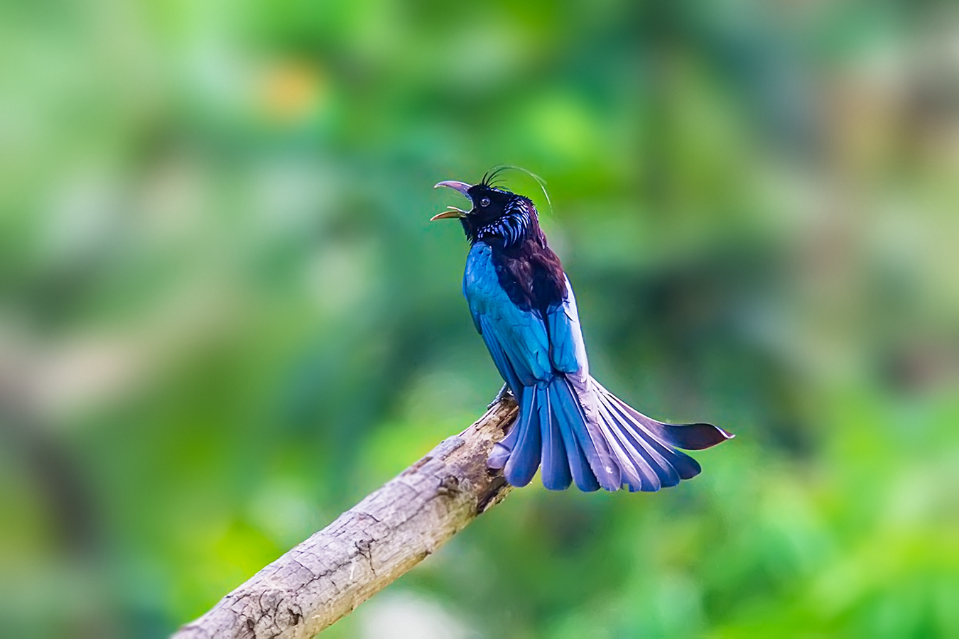 树枝上的高歌发冠卷尾