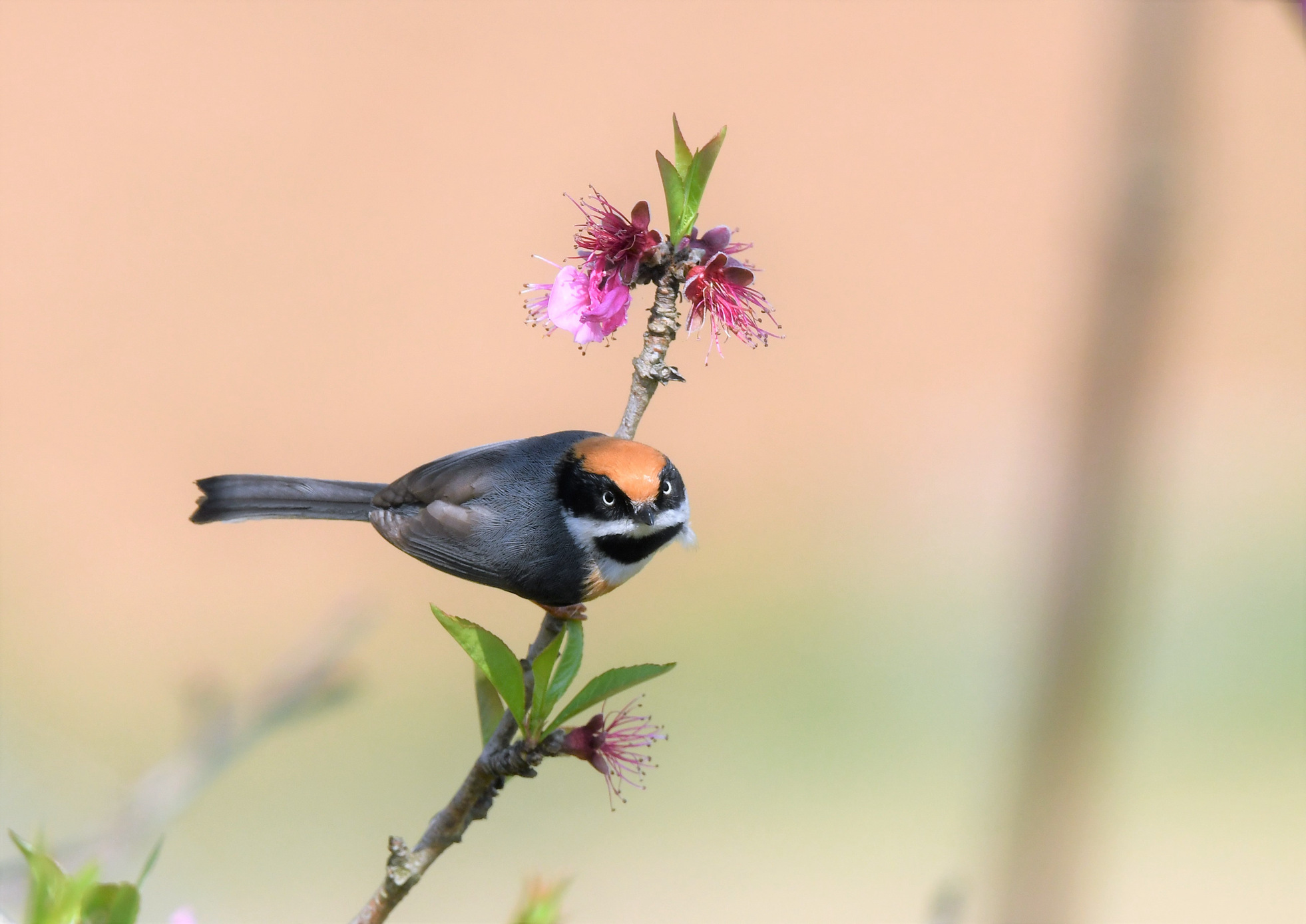 ���Ǻ�ͷ��βɽȸ ����������.JPG