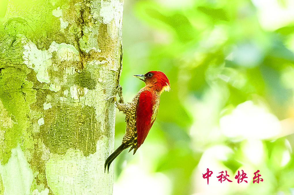 �ߺ���ľ��