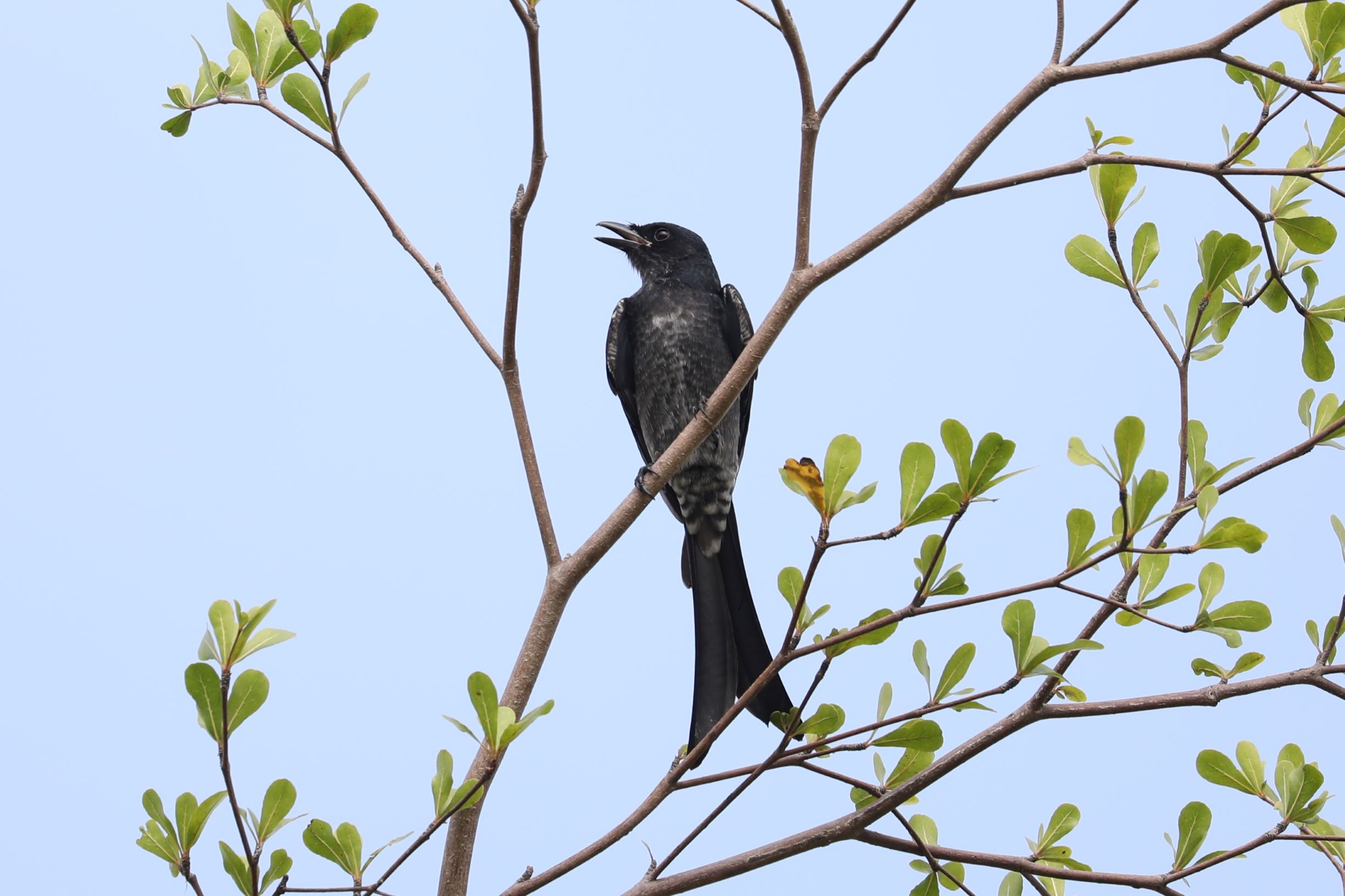 首次在观澜河湿地看到黑卷尾!